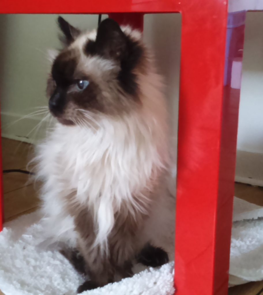 Chats Les 3c Nancy